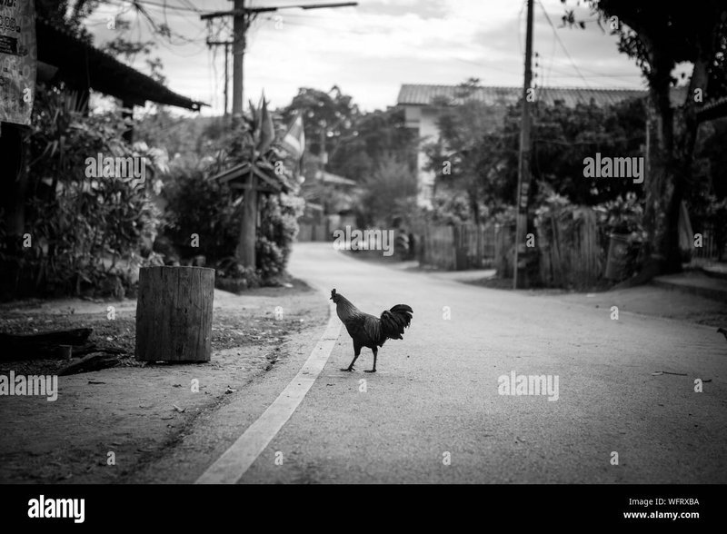 Chicken road casino, juego chicken road