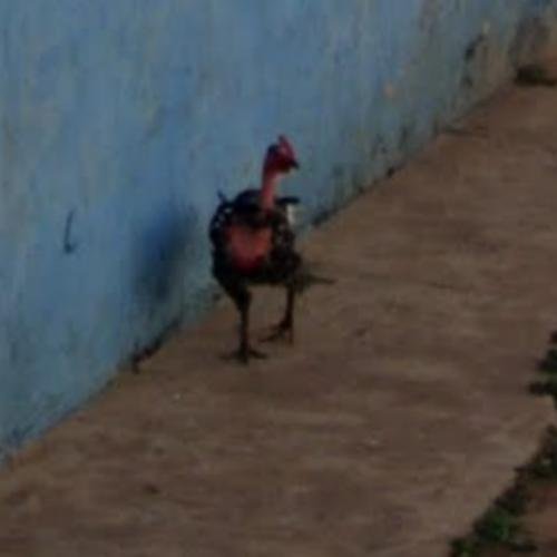 Descubre el misterio de la Carretera de Pollo en España: un juego emocionante