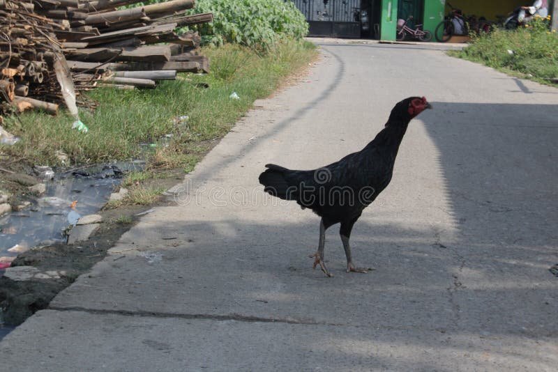 Ontdek de Avonturen van Chicken Road Online Casino in Nederland